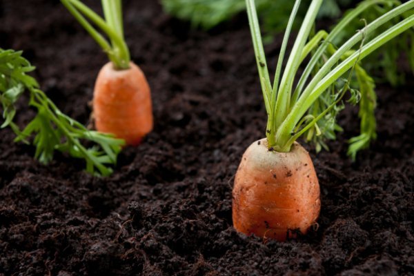 easiest-vegetables-to-grow-at-home1376372302-aug-11-2012-1-600x400