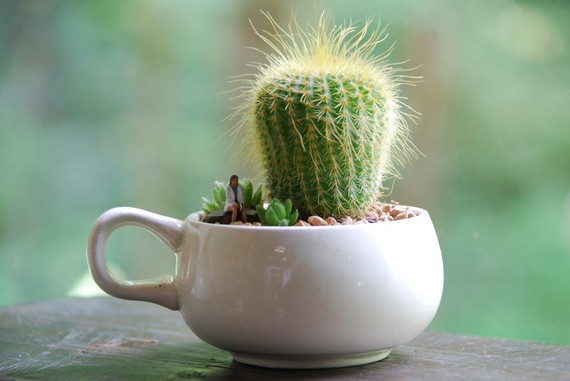 teacup_cactus