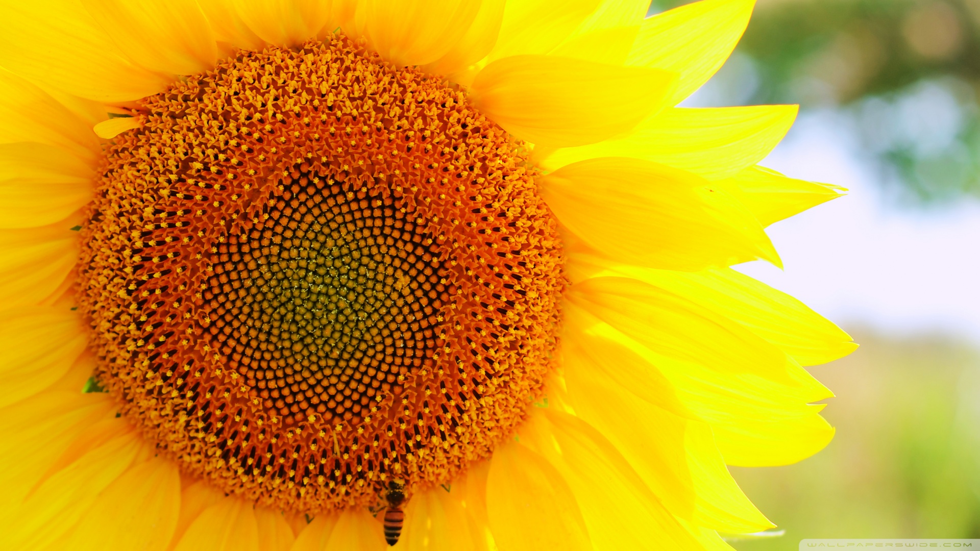 sunflower_and_bee-wallpaper-1920x1080
