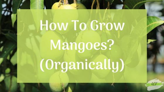 How to grow Mangoes easily?